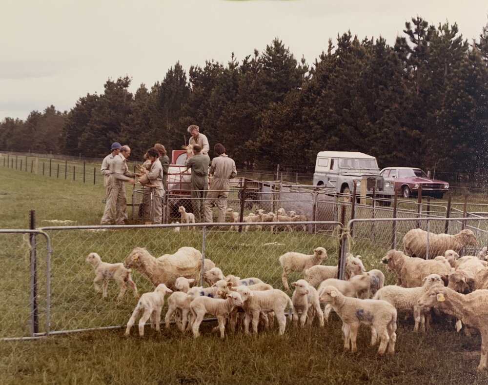 Tara Hills lamb tailing - 3 of 9