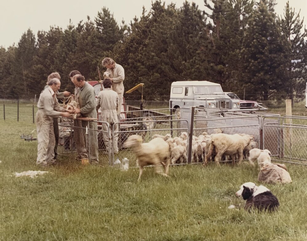 Tara Hills lamb tailing - 4 of 9