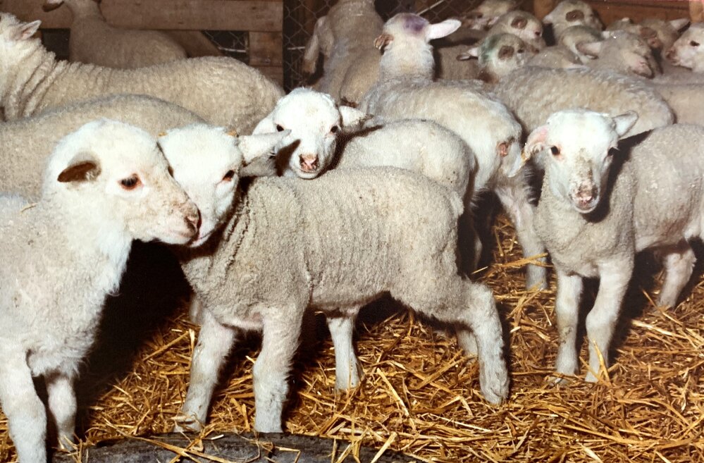 Tara Hills Lamb Rearing Unit - 2 of 8