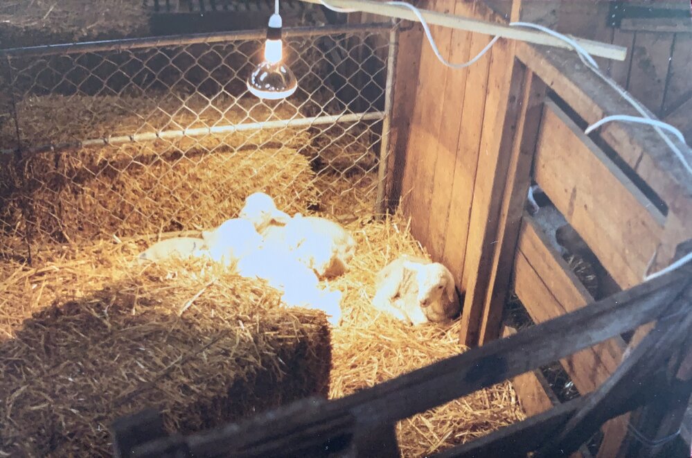 Tara Hills Lamb Rearing Unit - 6 of 8