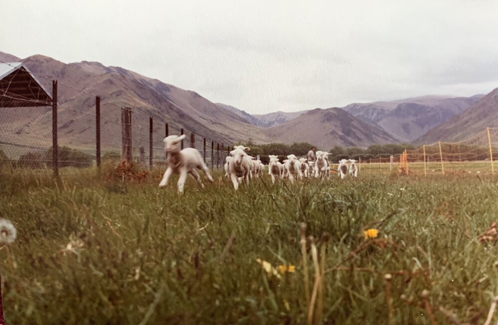 Tara Hills Lamb Rearing Unit - 7 of 8