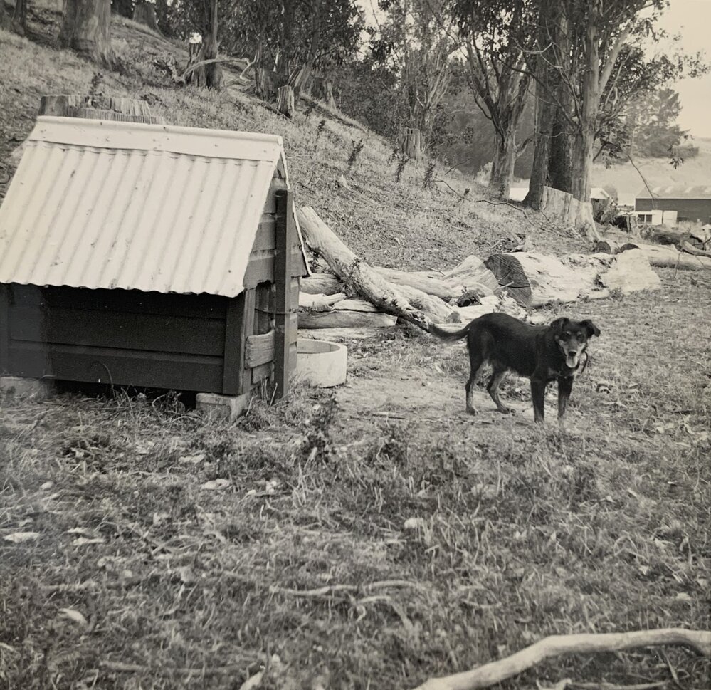 Farm dog with kennel