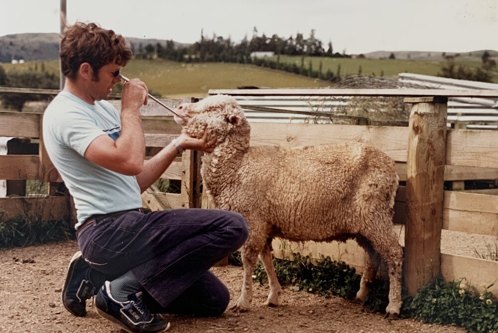 Scientist inspecting sheep's teeth
