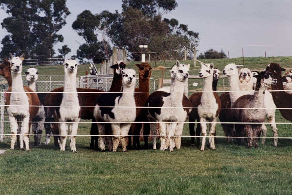 Alpaca herd