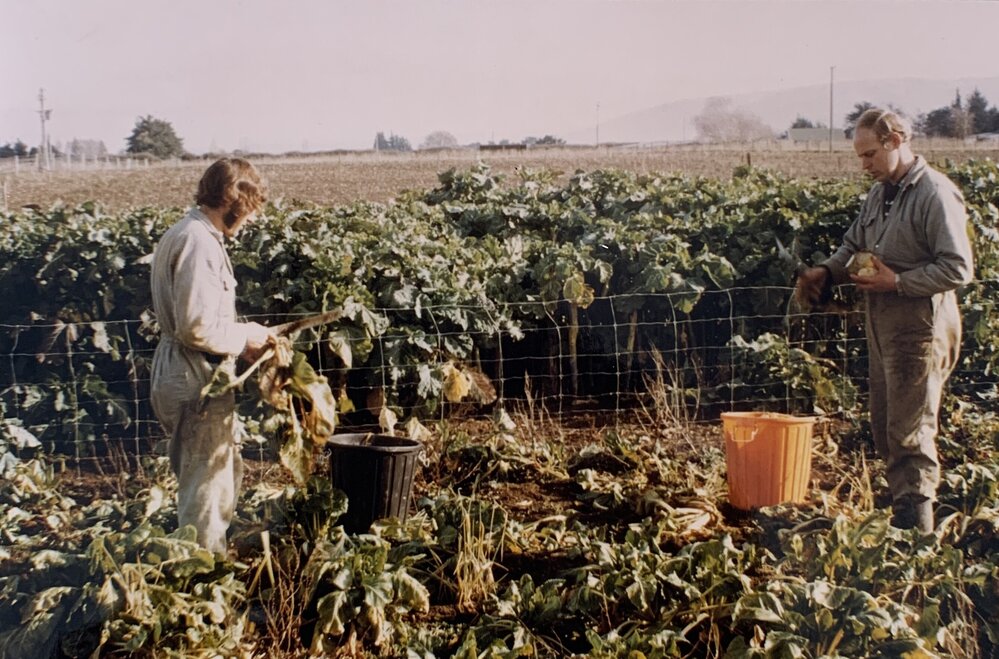 Evaluating brassica in the field