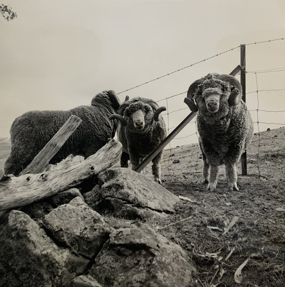 Rams at the fenceline