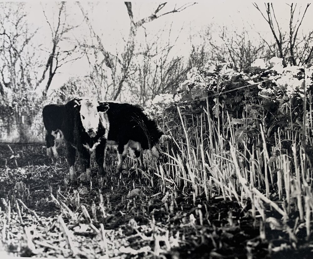 Steers break feeding on kale