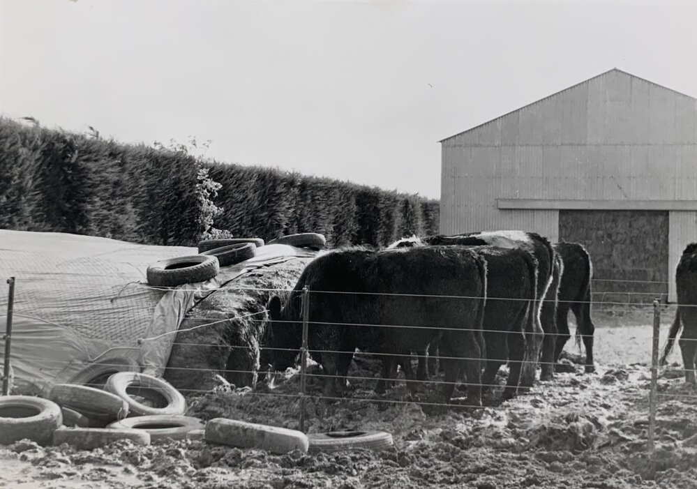 Cattle feeding on silage - 3 of 6