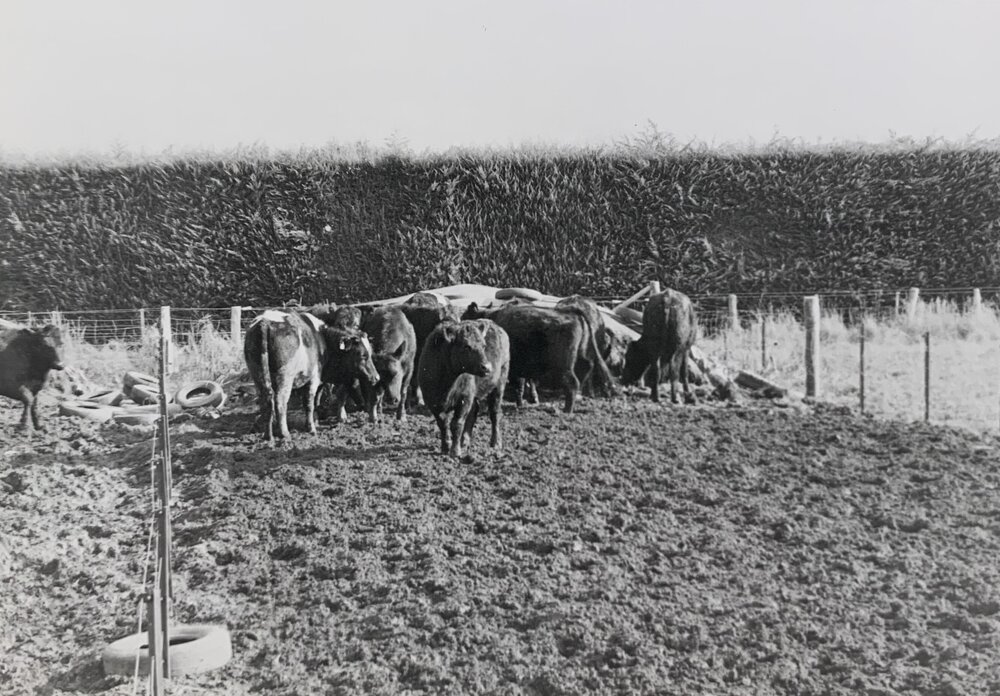 Cattle feeding on silage - 4 of 6