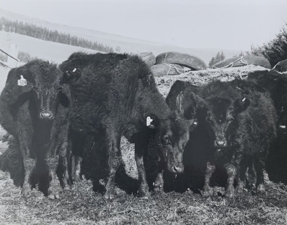 Cattle feeding on silage - 5 of 6