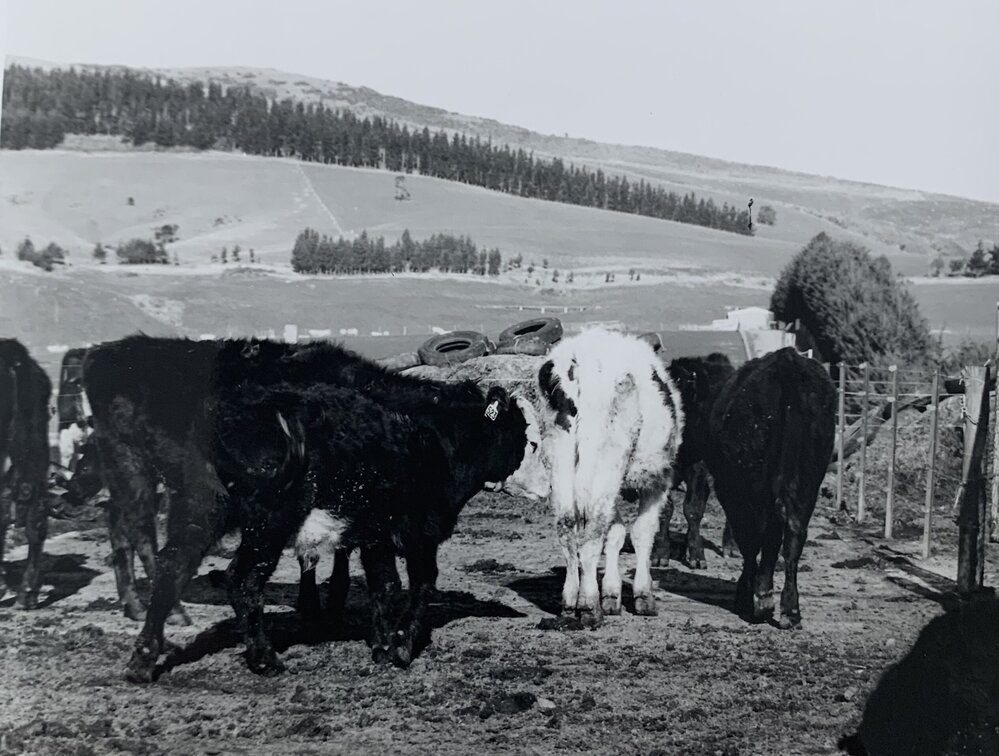 Cattle feeding on silage - 1 of 6