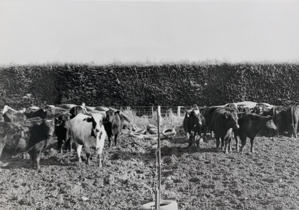 Cattle feeding on silage - 6 of 6