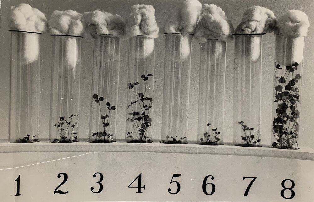 Clover seedlings in a test tube rack