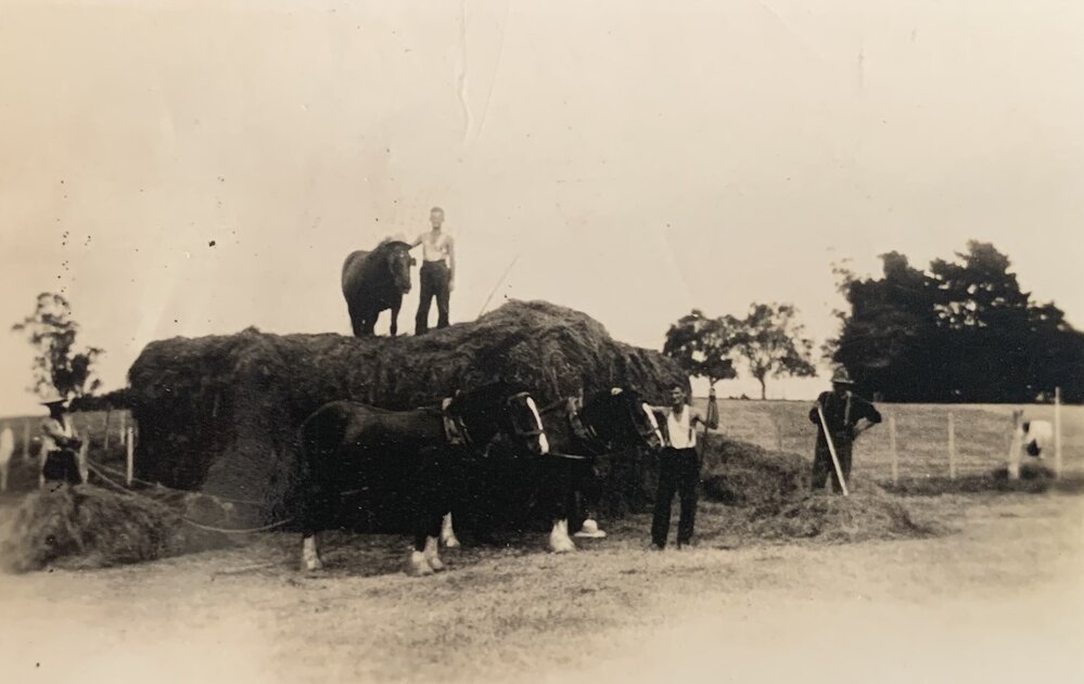 Te Awamutu silage - 2 of 2