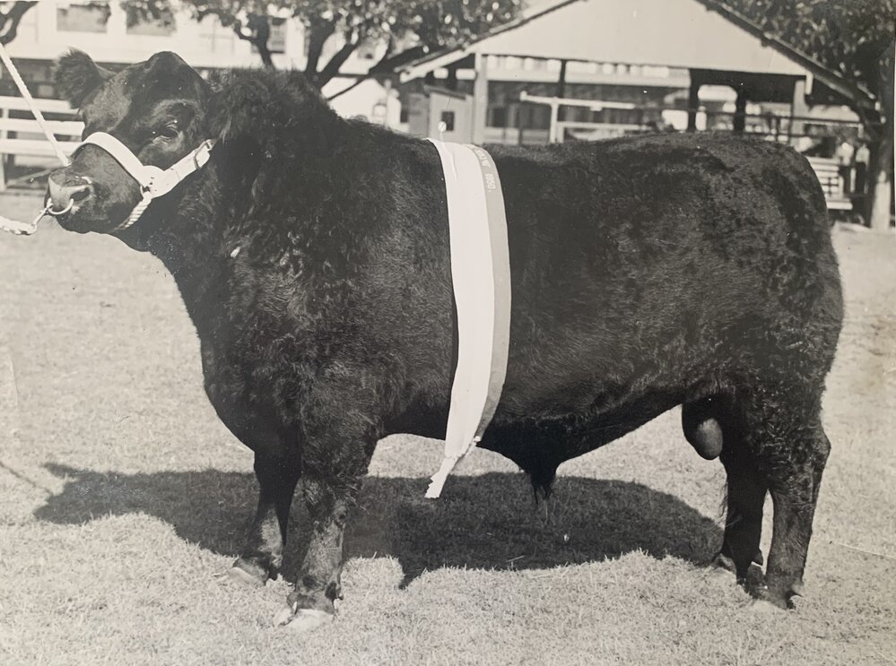 Prize bull