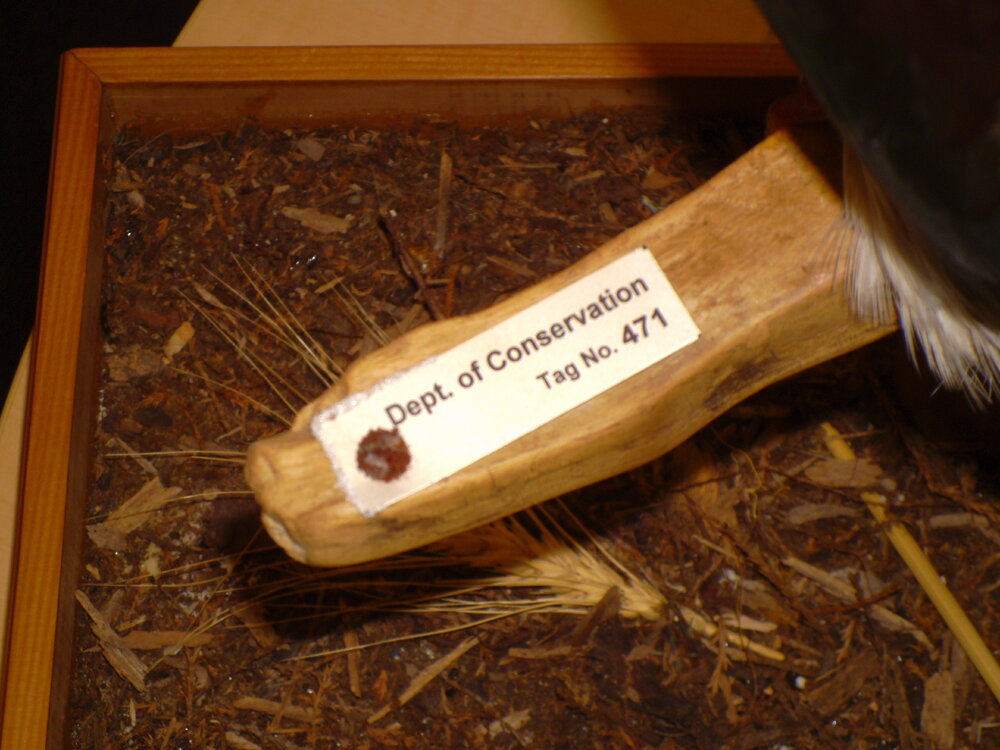 Kereru - Department of Conservation tag