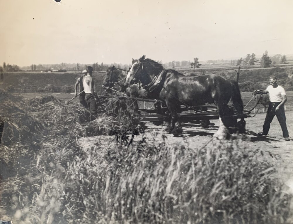 Ensilage - Working horses