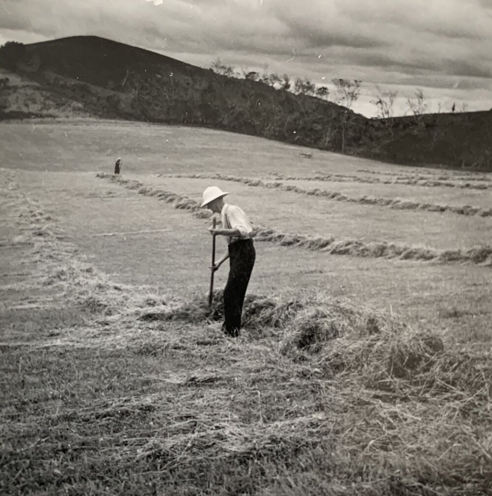 Haymaking - North Auckland