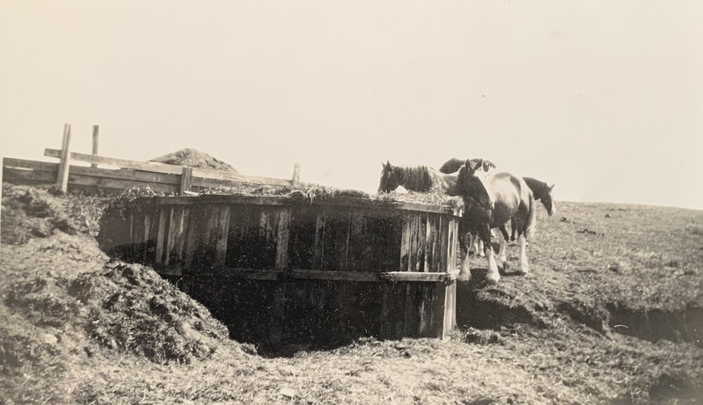 Horses near silage pit