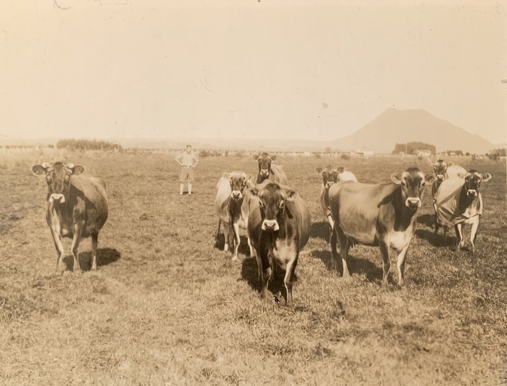 Stock on pasture - Bay of Plenty