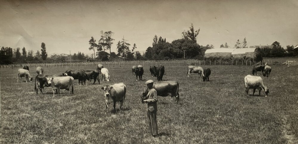Rotational grazing of dairy cows
