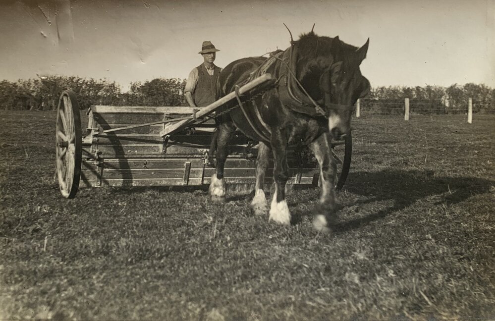Farmer and horse in action whilst topdressing