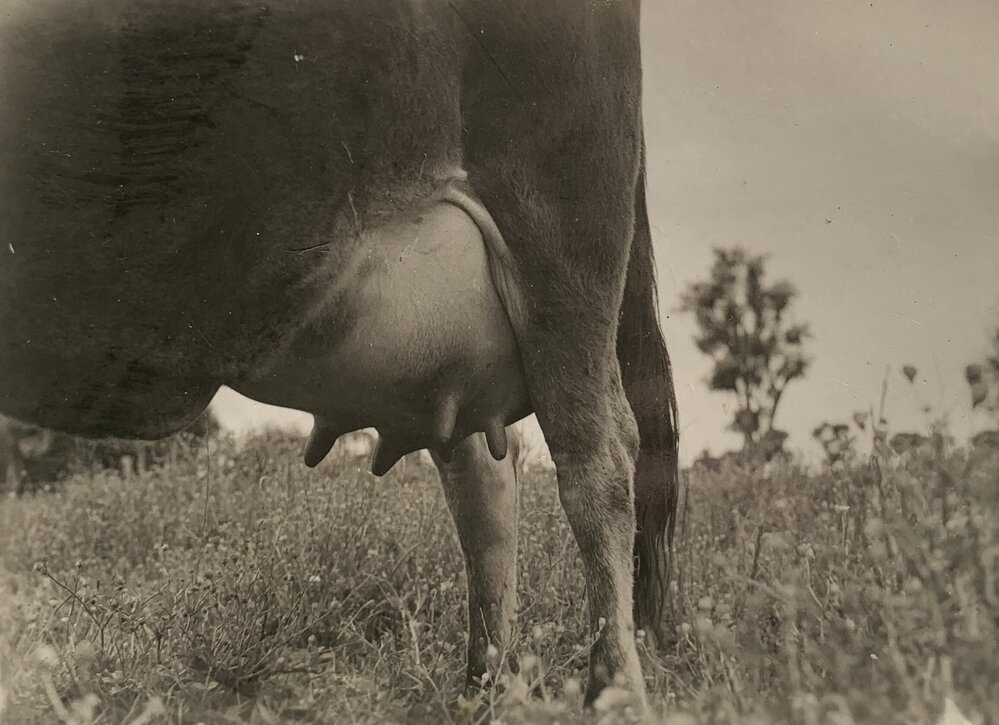 Cow - udder