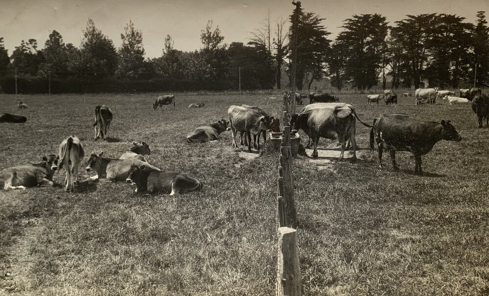 Rotational grazing in the Waikato region