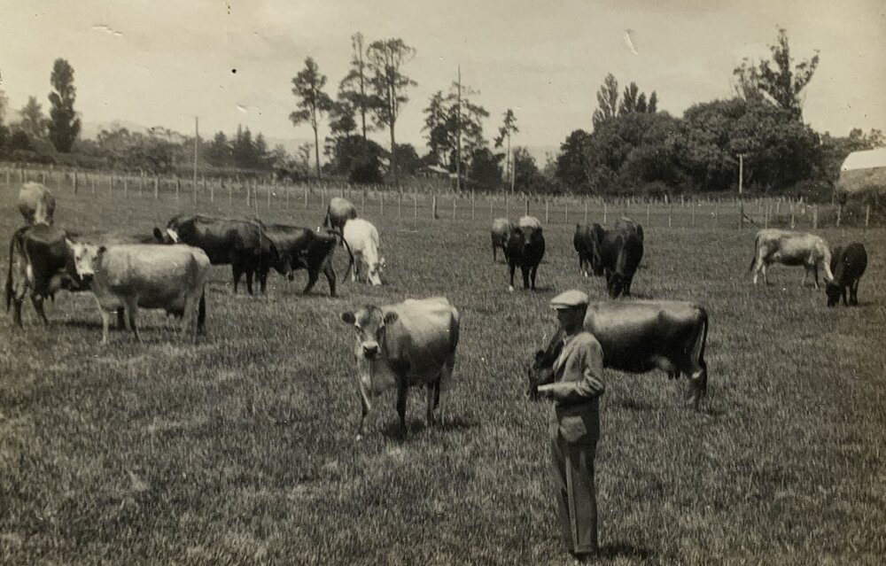Cows on a Waikato farm
