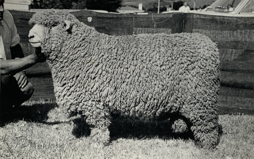 Sheep with a value of 1600 guineas