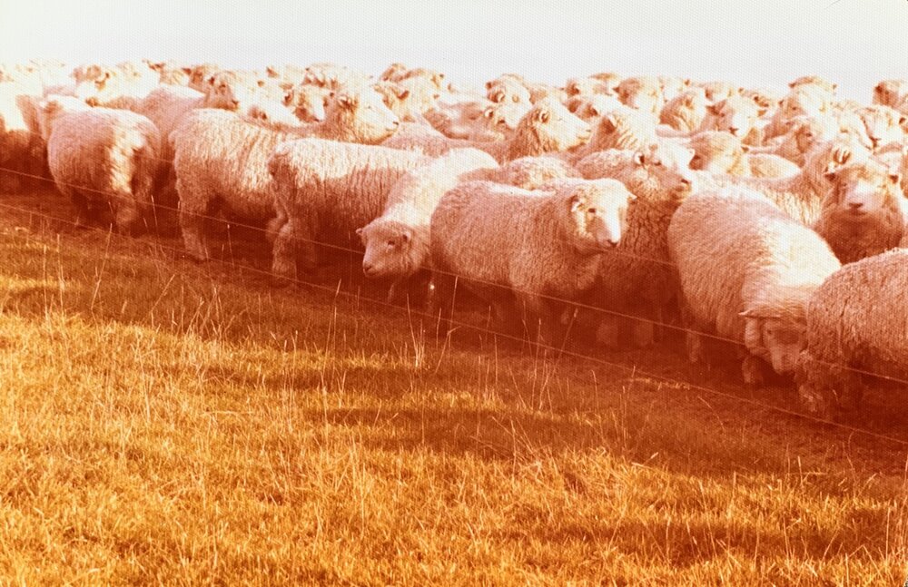 Flock of sheep behind a fence line