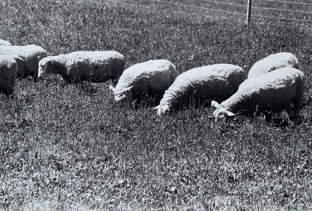 Sheep grazing paddocks - 5 of 12