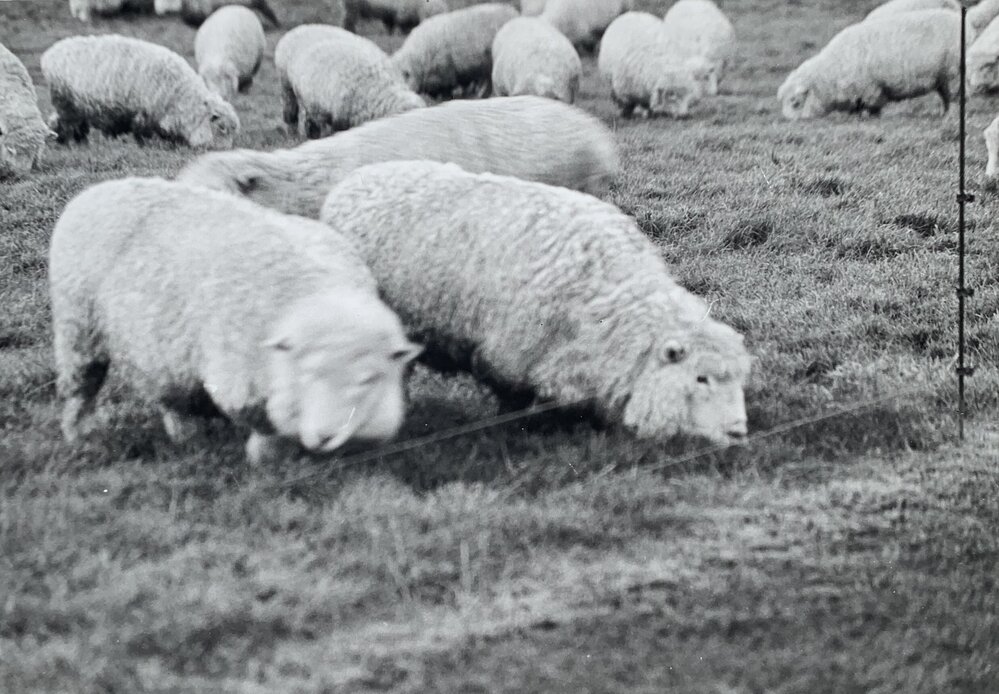 Sheep grazing paddocks - 4 of 12