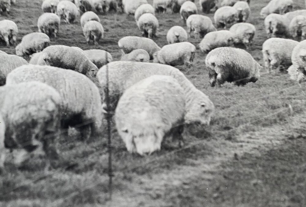 Sheep grazing paddocks - 3 of 12