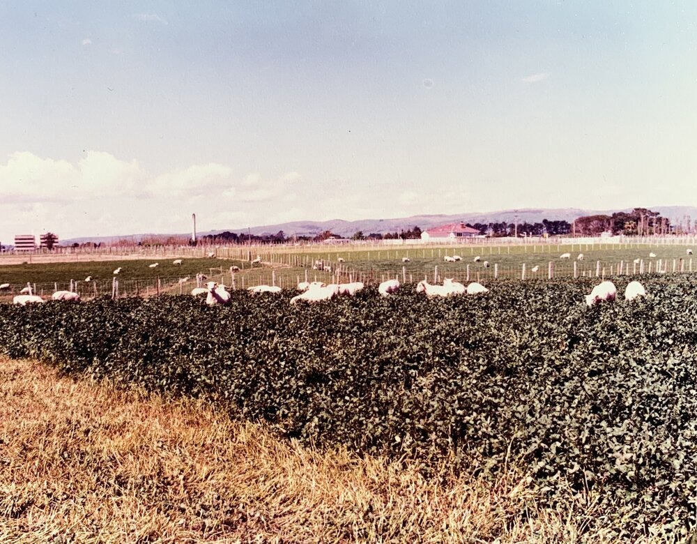 Sheep grazing a forage crop