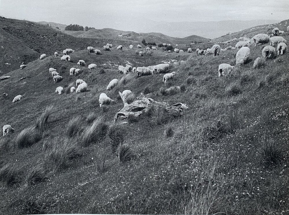 Sheep on hill slopes