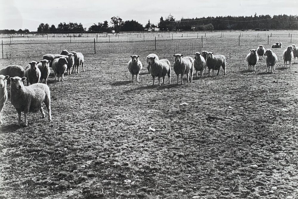 Sheep grazing paddocks - 11 of 12