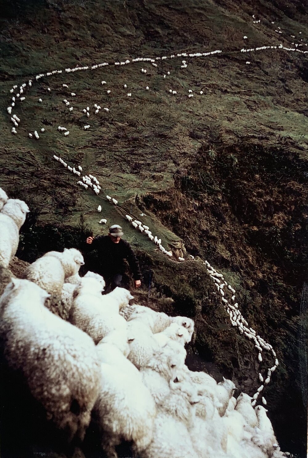 Sheep filing down a steep slope in hill country