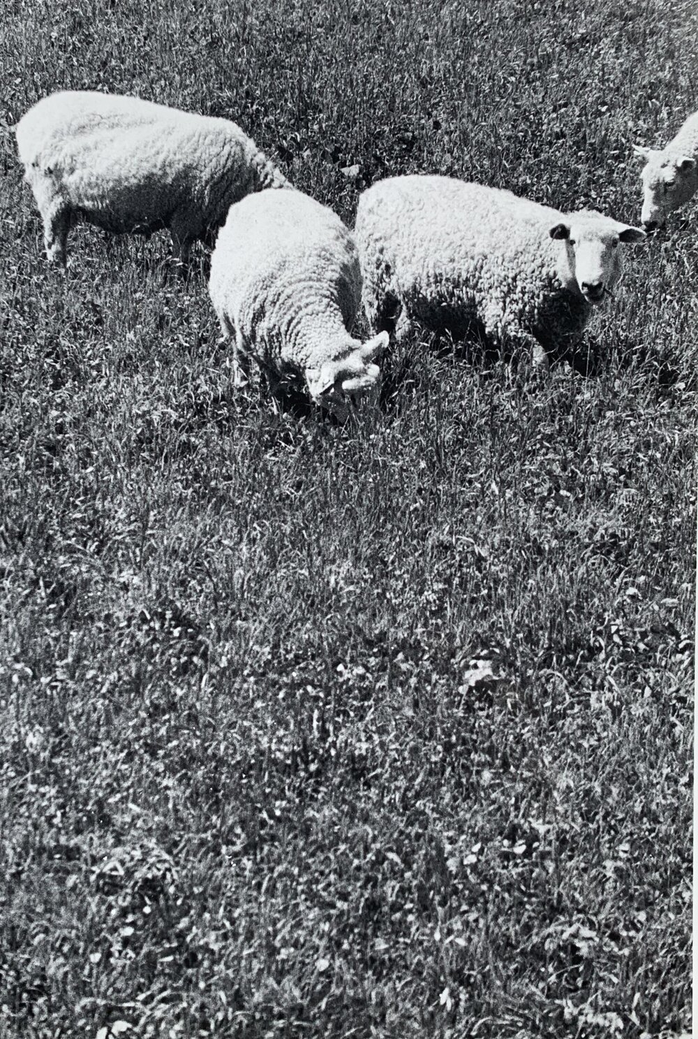 Four sheep grazing