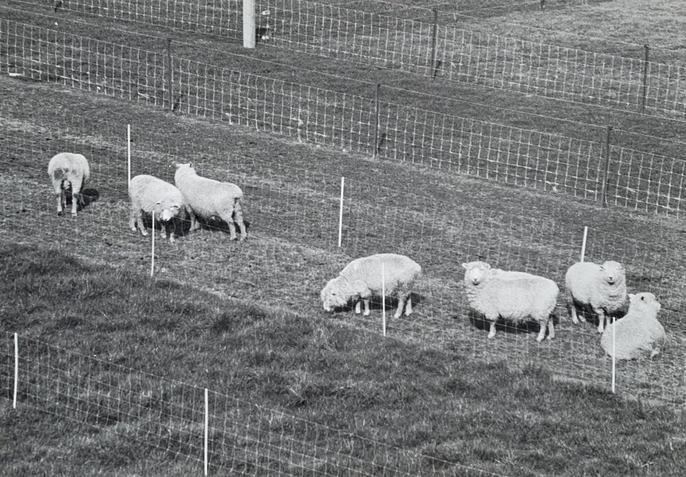 Sheep grazing paddocks - 9 of 12
