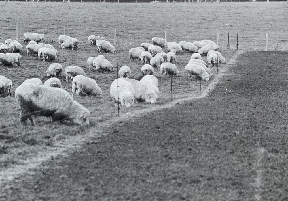 Sheep grazing paddocks - 8 of 12