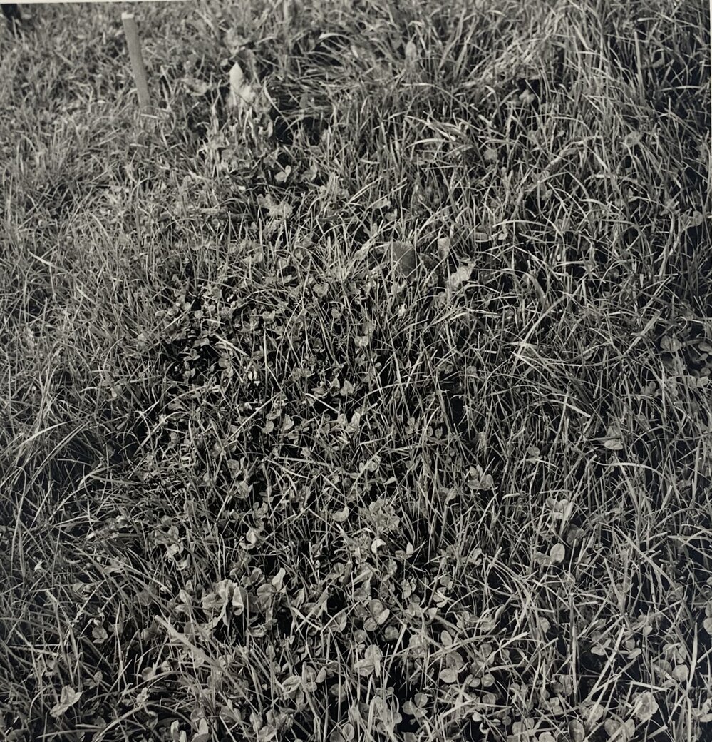 Tordon spray trial - 1 of 5