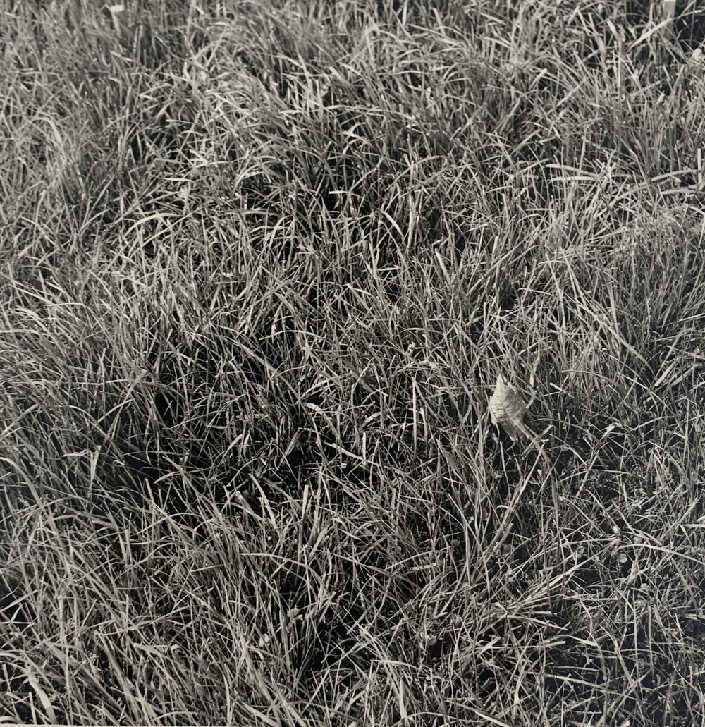 Tordon spray trial - 2 of 5