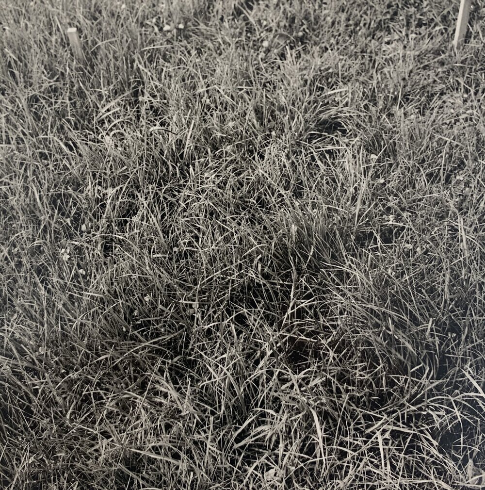 Tordon spray trial - 3 of 5