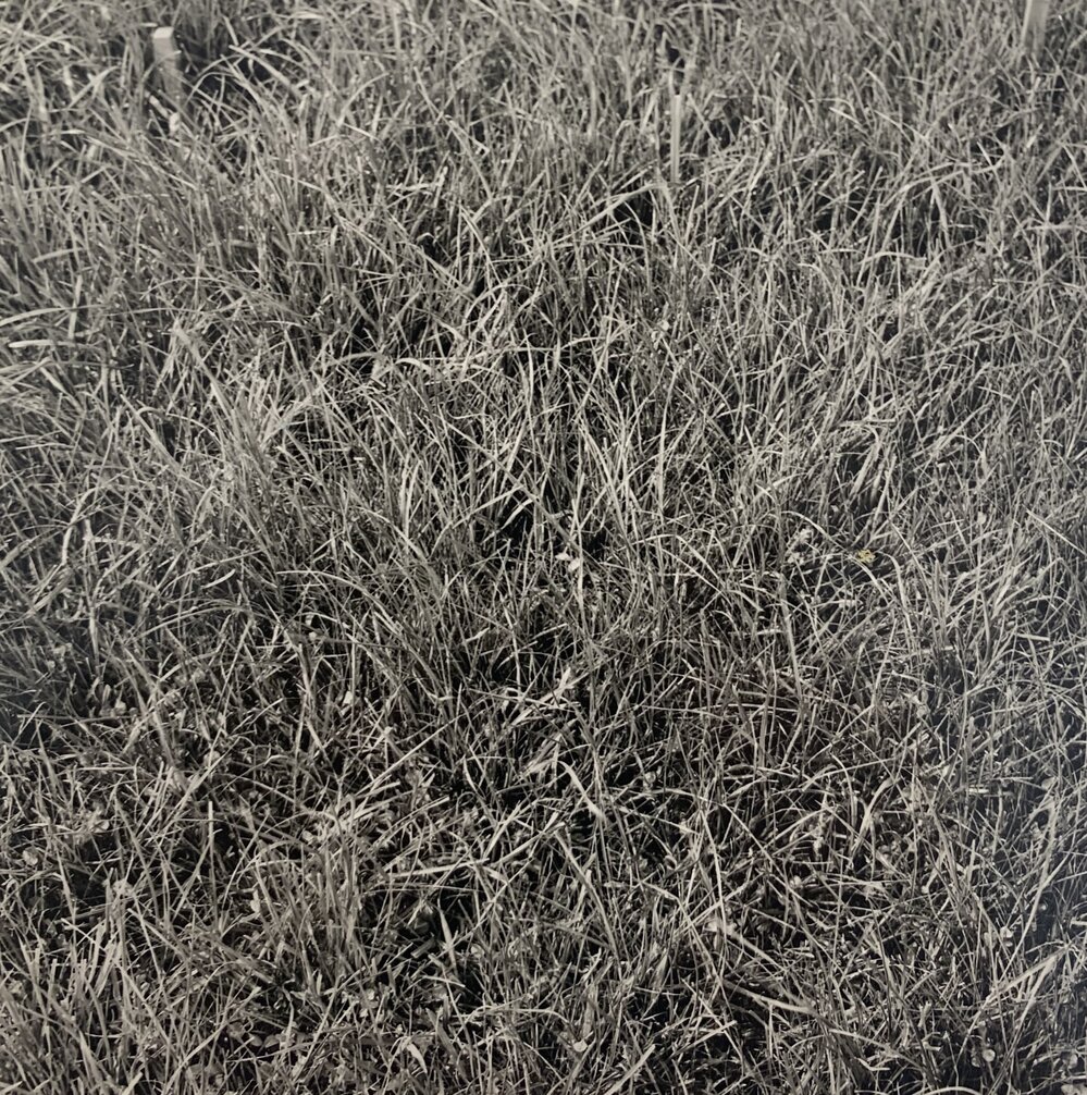 Tordon spray trial - 4 of 5