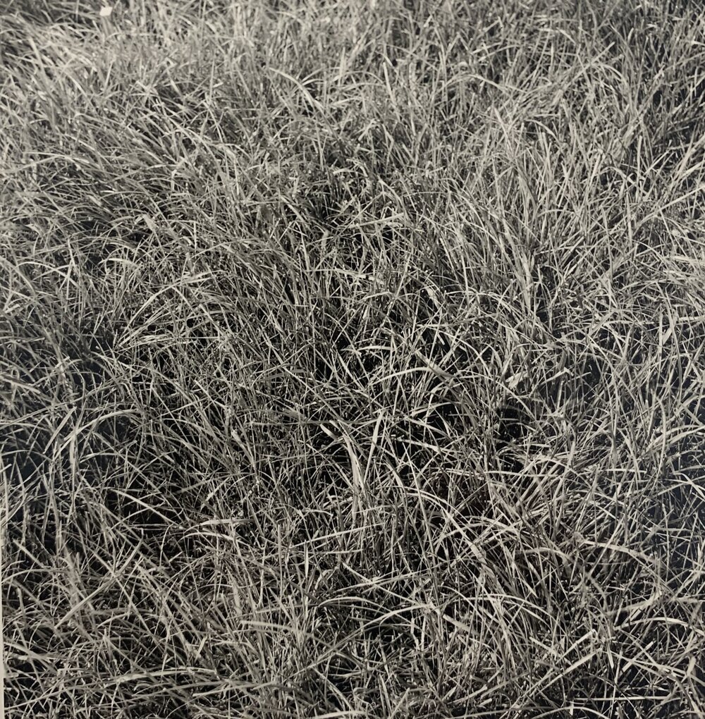 Tordon spray trial - 5 of 5