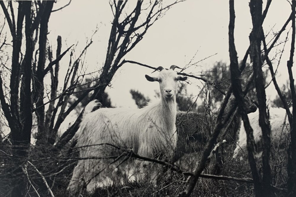 Goat staring into camera