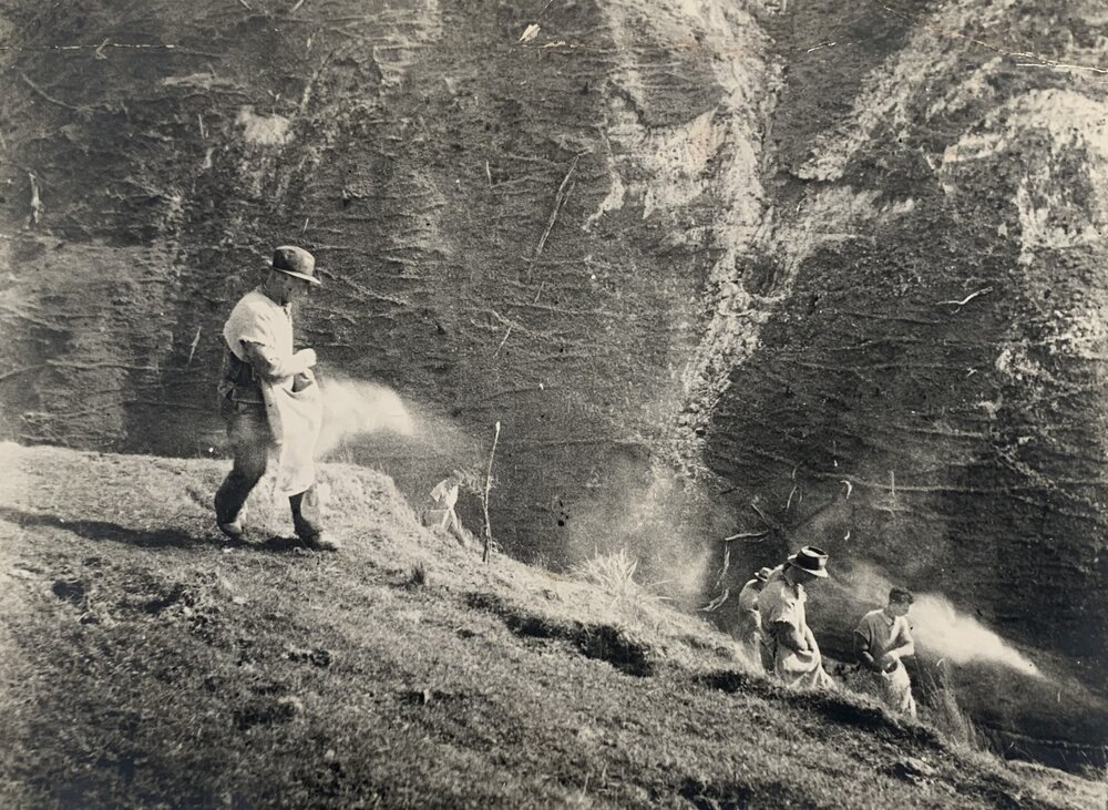 Hand topdressing at Te Awa