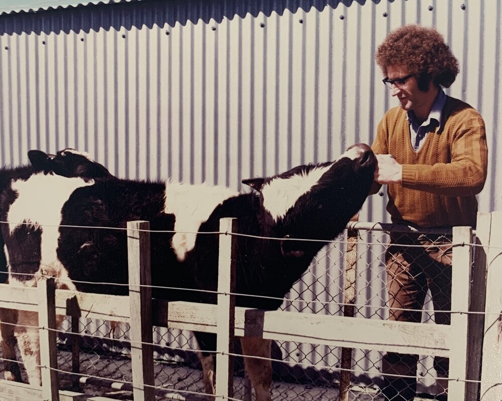 Beef drenching at Aorangi - 2 of 2