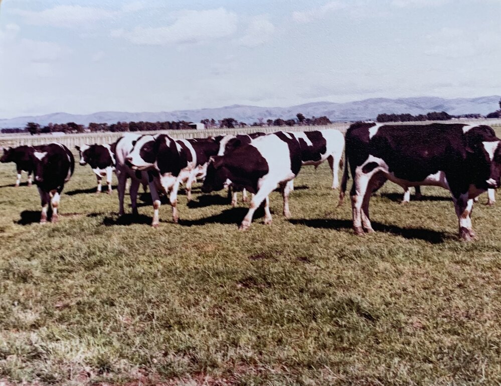 Farmlet species trial - 5 of 11